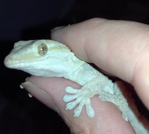 geck.png