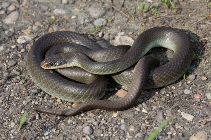 Coluber constrictor foxii.jpg