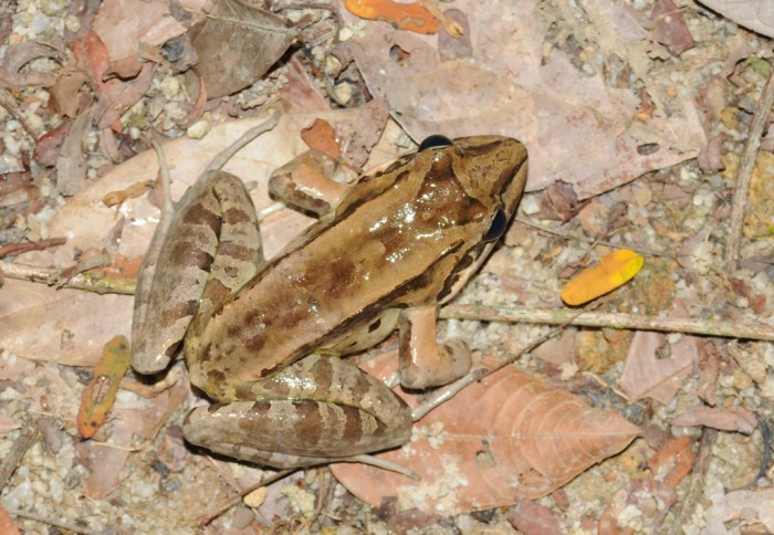 DSC_0778 Leptodactylus cf guianensis (1024x708).jpg
