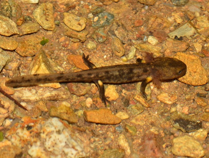 S. salamandra werneri.jpg