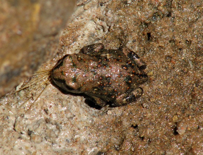 Unknown Toad Morocco_1.JPG