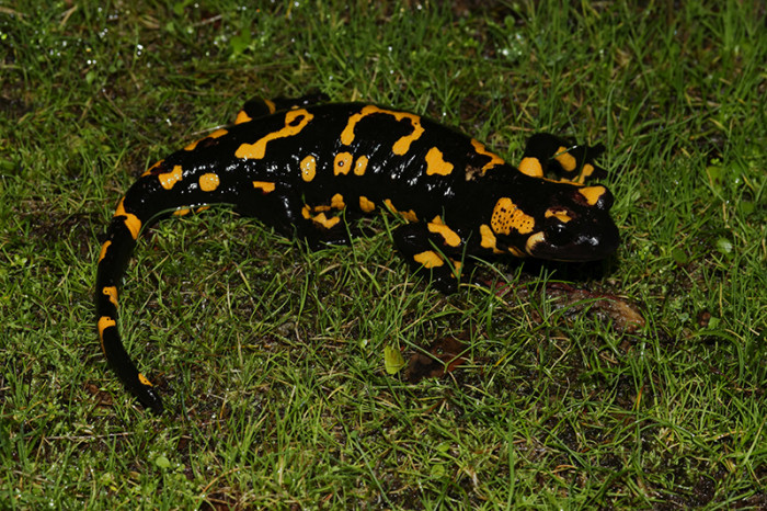 Salamandra salamandra bejarae_03.jpg