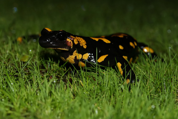 Salamandra salamandra bejarae_02.jpg