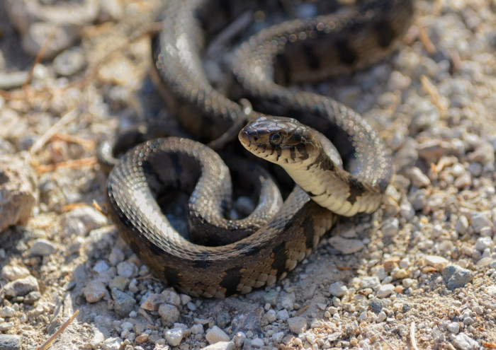 Milos Grass snake.jpg