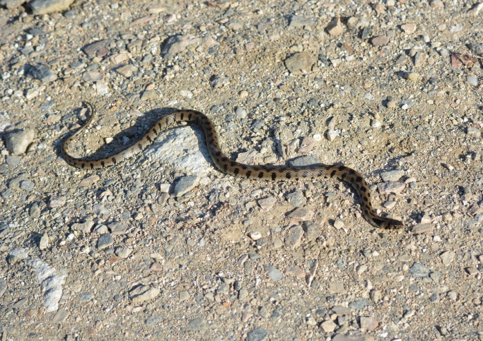 Milos Grass snake 2.jpg