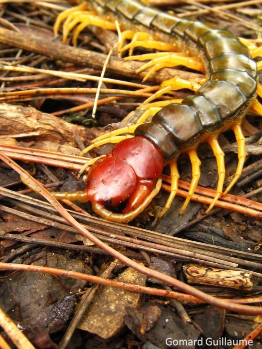 Scolopendra subspinipes.JPG