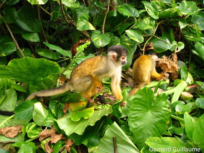 squirrel monkeys.JPG