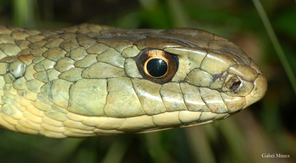 Malpolon monspessulanus, male close-up.jpg