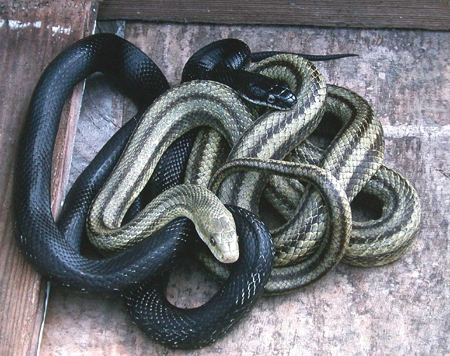 black rat snake.jpg