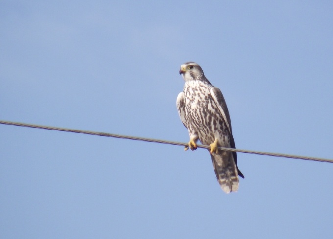 Falco cherrug.jpg