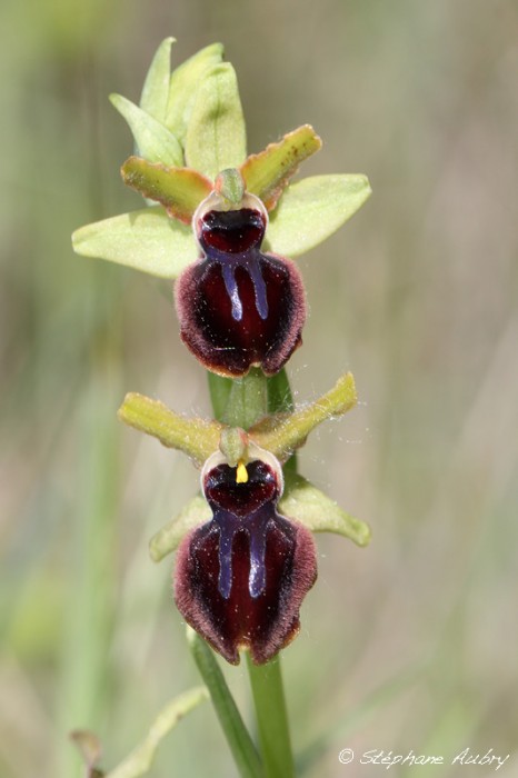 ophrys passionis.jpg
