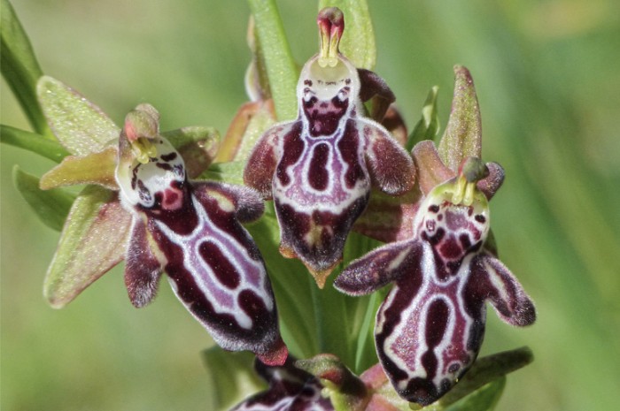 ophrys cretica2.jpg