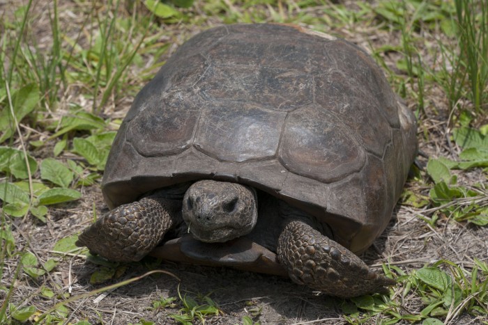 Gopher Tortoise (16) copy sm.jpg