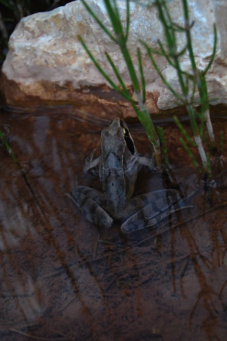 balkan-stream-frog-14jun12.jpg