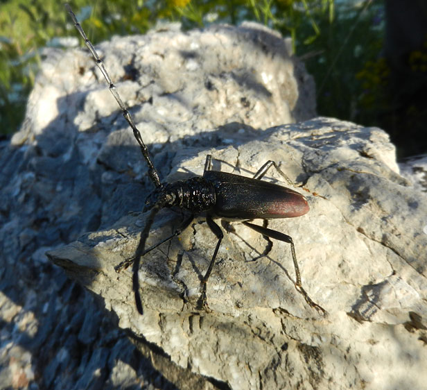 beetle-15jun12.jpg
