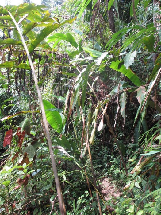 Popeia fucata habitat 2 (Kopie).JPG