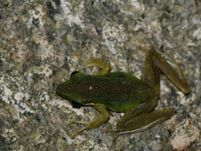 Frog 6 (Kopie).jpg