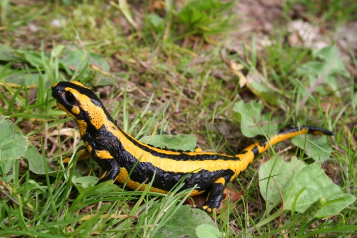 Salamandra salamandra (2).JPG